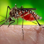 Dengue ultrapassa mil casos ‘notificados’ em Santa Vitória