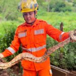 Bombeiros de Ituiutaba captura jiboia em bairro de Ituiutaba