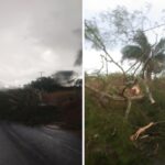 Rajadas de vento e chuva causam queda de árvores na MG-226 entre Capinópolis e Ipiaçu