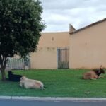 Cavalos, bois e vacas vagam pela cidade de São Simão (GO)