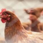 MG confirma foco de gripe aviária no estado
