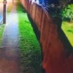 Vídeo: Onça ronda calçada e salta muro de condomínio fechado na Zona Sul de Uberlândia