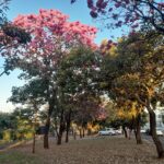 Floração dos ipês-roxos transformam a paisagem de Santa Vitória