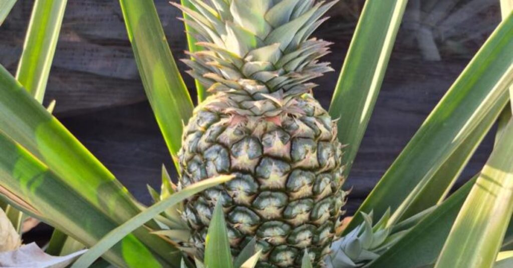 Serão duas novas cultivares de abacaxi, BRS Sol Bahia e BRS Diamante