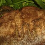 Polícia Militar de Iturama identifica grupo envolvido em furto de gado bovino na região