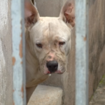 Cão da raça pitbull ataca três pessoas em casa no bairro Tocantins, em Uberlândia