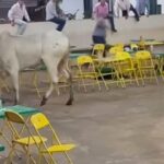 Vídeo: Animal solto causa correria durante leilão em Frutal