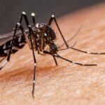 Boletim de Arboviroses aponta que Santa Vitória tem uma morte suspeita em decorrência de complicações causadas pela dengue
