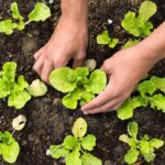Projeto “Horta Solidária” capacita comunidade escolar de escola municipal em Santa Vitória