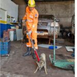 Corpo de Bombeiros captura raposa em oficina e realiza soltura em área segura em Ituiutaba
