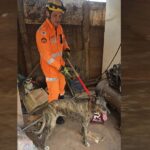 Cachorro assustado por fogos fica preso entre muros e é resgatado pelos bombeiros em Ituiutaba
