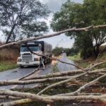 Vídeo: Defesa Civil Municipal retira árvore caída em rodovia em Gurinhatã
