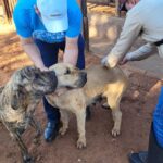Vacinação Contra Raiva Animal em Cães e Gatos prossegue em Santa Vitória