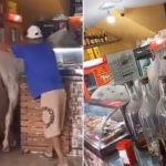 Vídeo: Cavalo invade bar, quebra garrafas de cerveja e assusta clientes em MG
