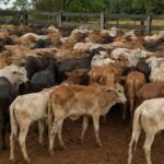 Ação integrada recupera 92 cabeças de gado furtadas em Honorópolis