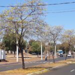 Previsão do tempo para Santa Vitória nesta quarta (19)