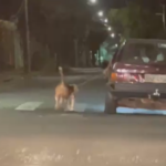 Vídeo flagra motorista arrastando cachorro amarrado a carro no bairro Saraiva, em Uberlândia