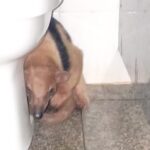 Tamanduá é encontrado em sanitário da Praça de Alimentação em Santa Vitória