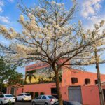 Ipês-brancos florescem e roubam a cena em Santa Vitória