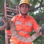 Bombeiros militares capturam jiboia em árvore na área urbana de Ituiutaba