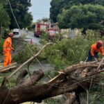 Bombeiros realizam desobstrução de via pública de Ituiutaba após queda de árvore