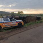 Caminhão carregado de bovinos tomba na MGC-497, em Honorópolis