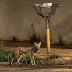 Vídeo: Moradora flagra raposa caminhando em rua em Santa Vitória