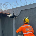 Corpo de Bombeiros resgata gato preso em concertina no Centro de Ituiutaba